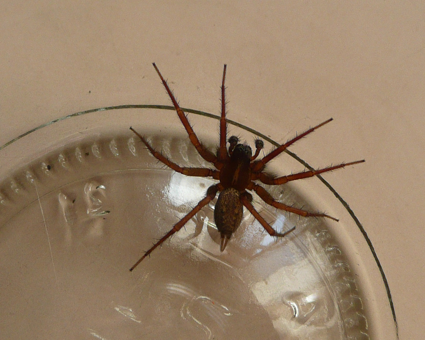 Textrix sp. o Lycosoides sp.