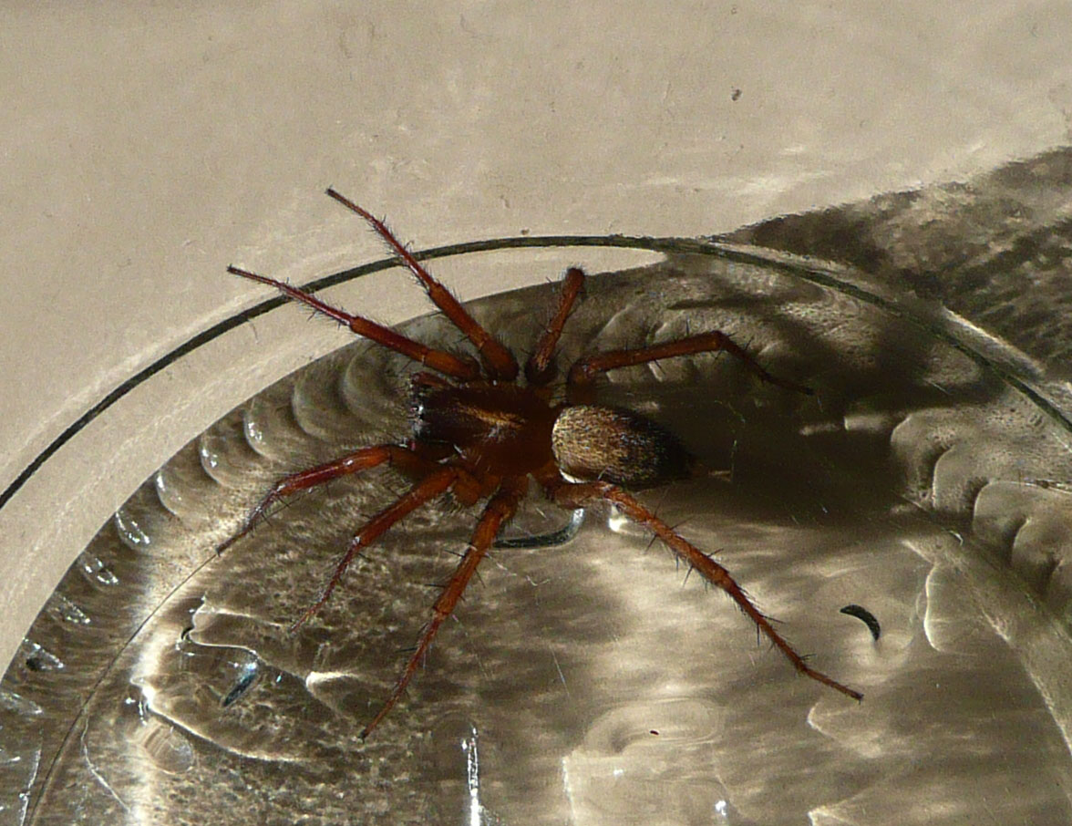 Textrix sp. o Lycosoides sp.