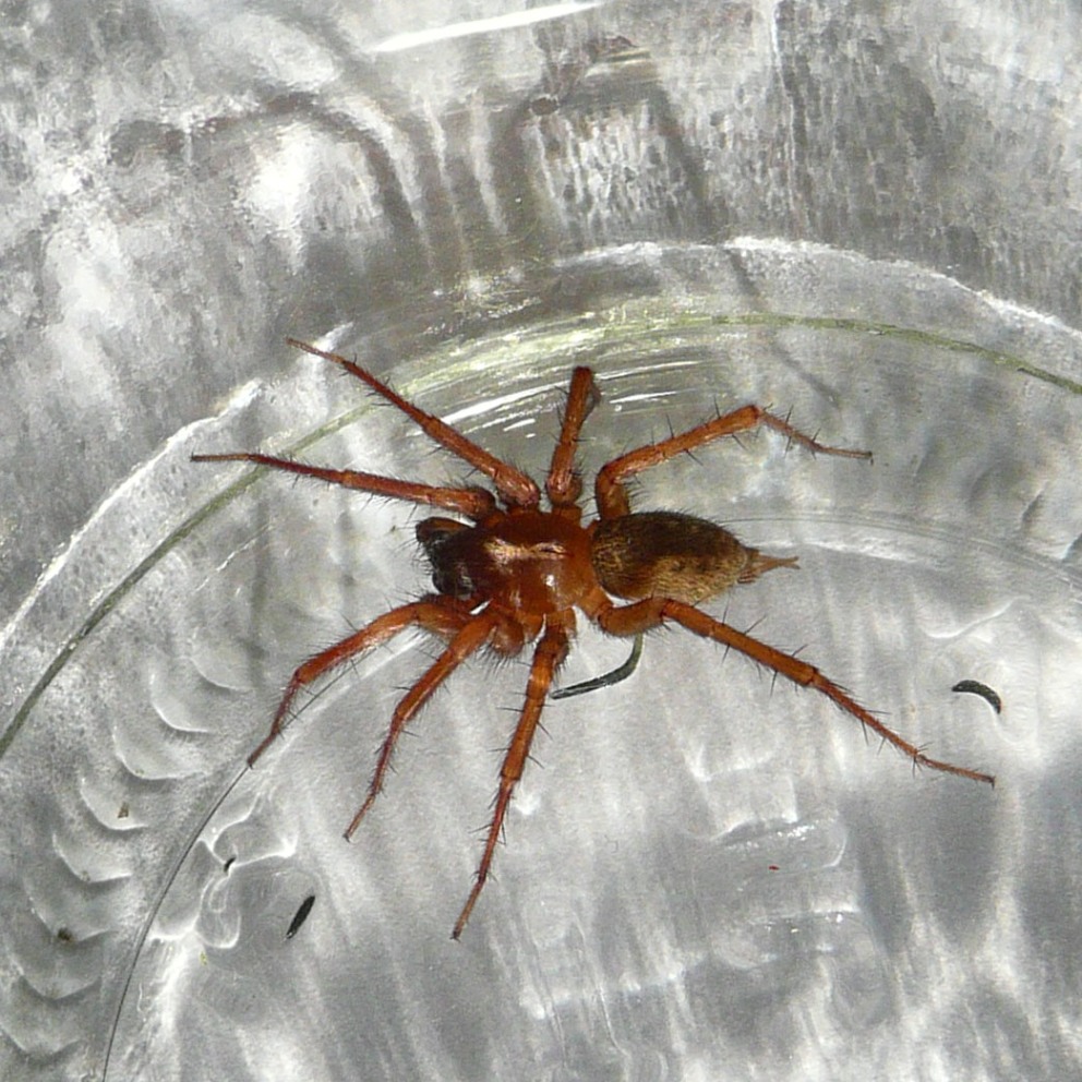 Textrix sp. o Lycosoides sp.