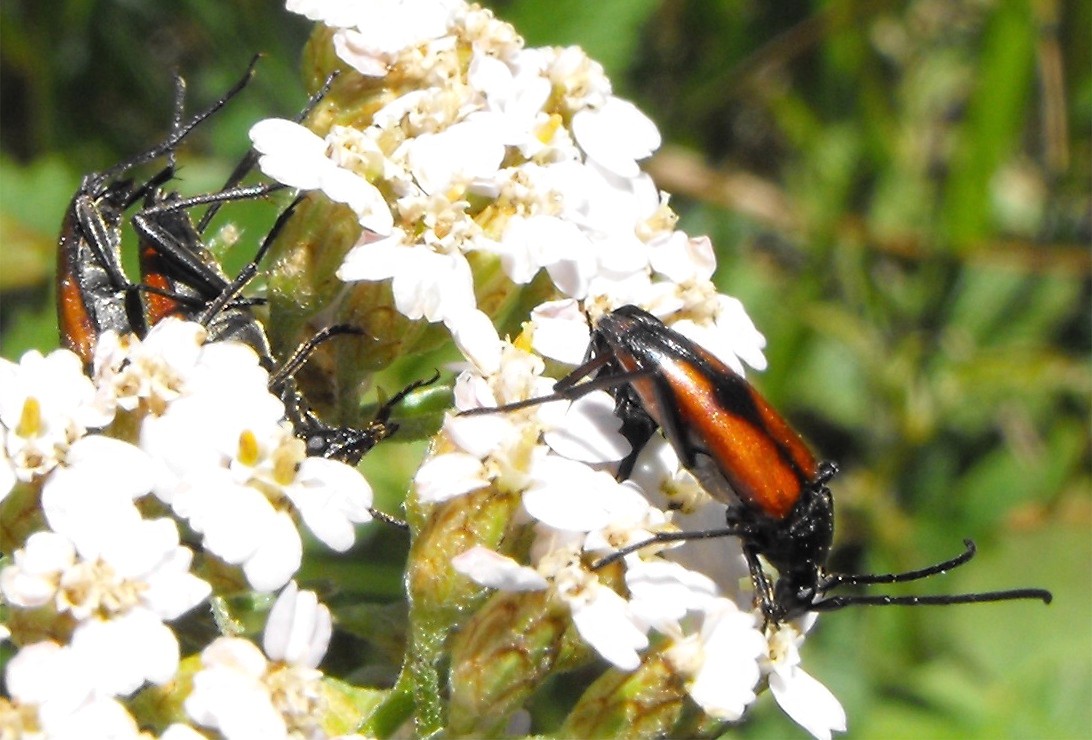 Stenurella bifasciata? Richiesta di conferma