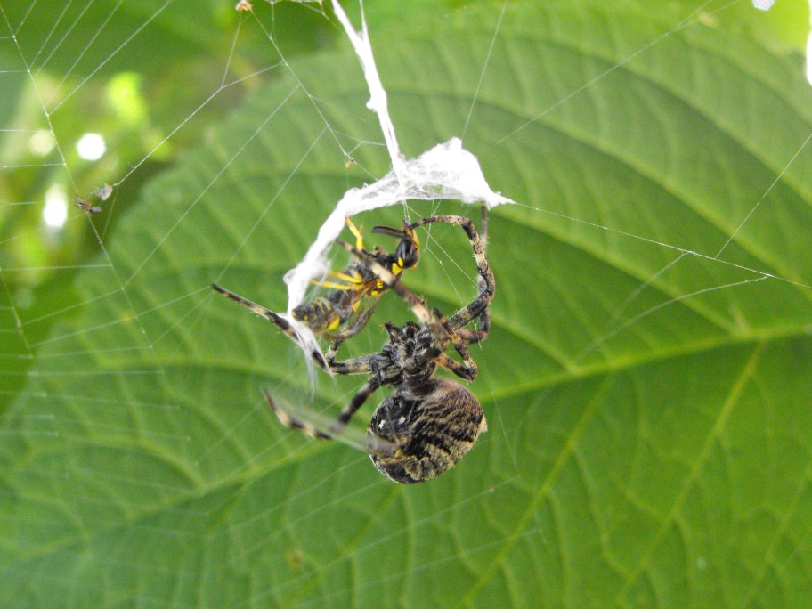 Araneus angulatus