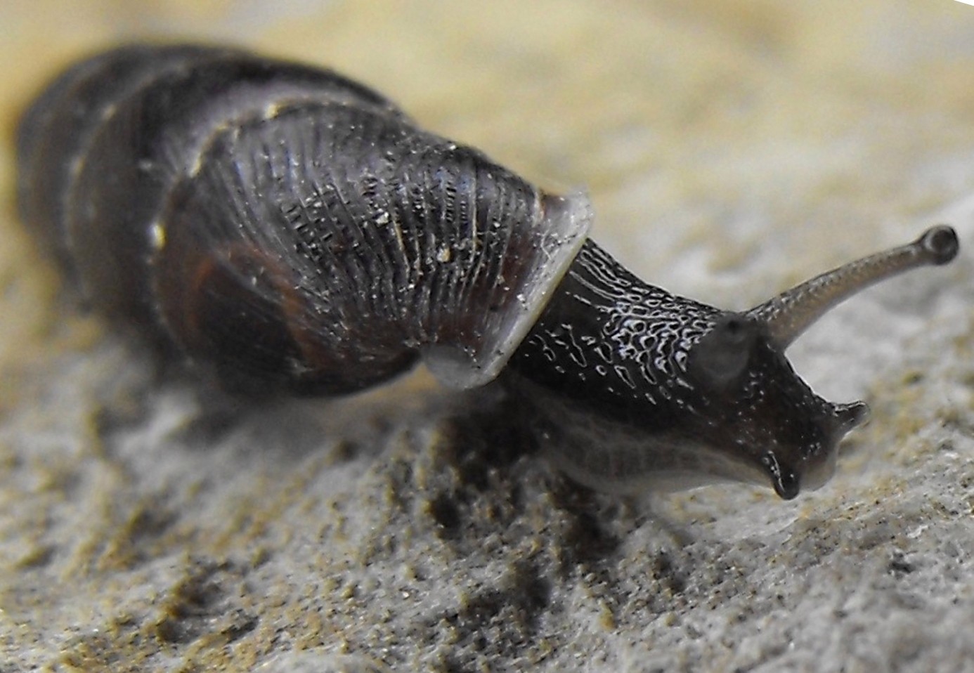 leccoensis o leucensis?