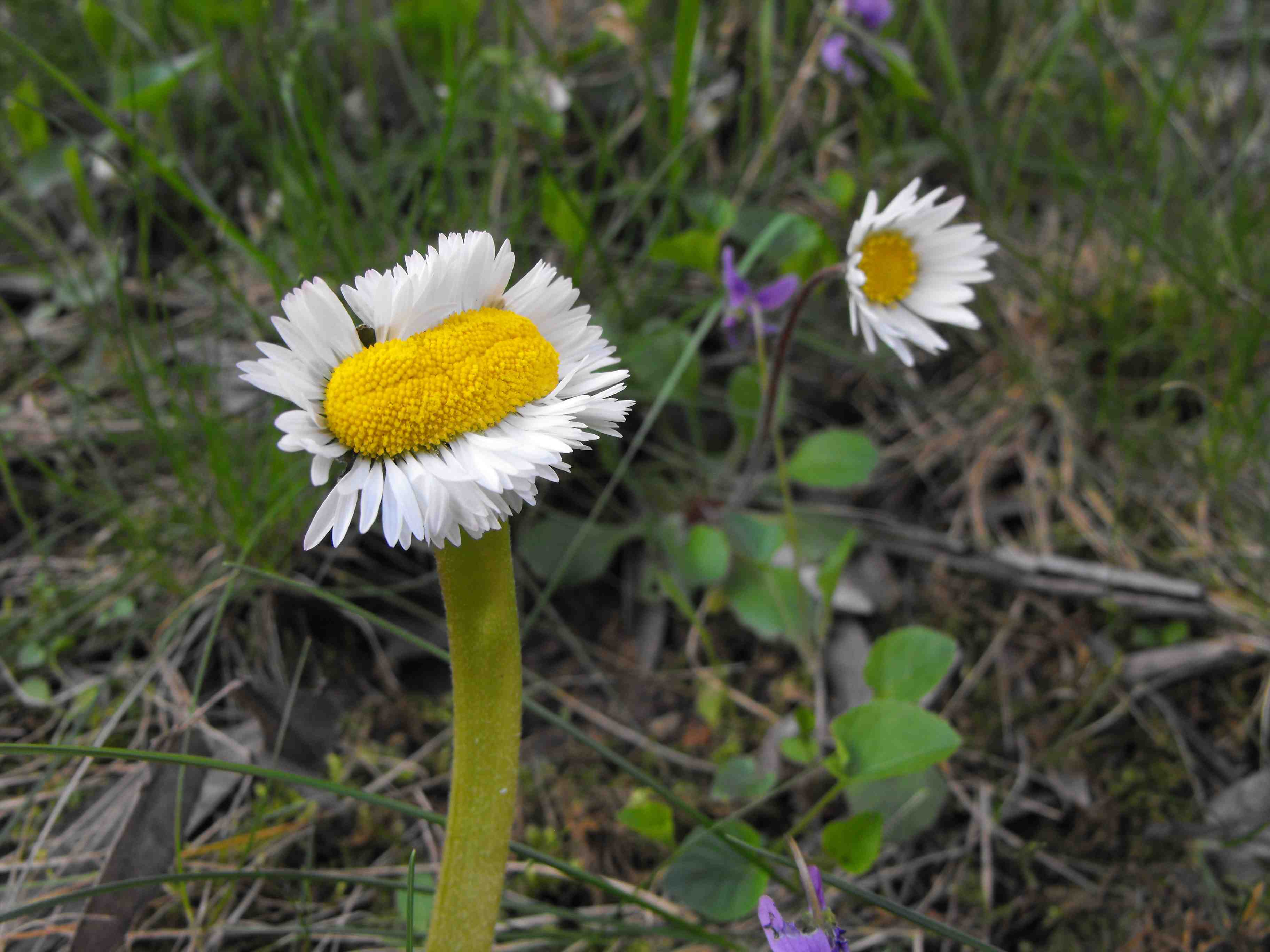 fasciazione di Bellis perennis