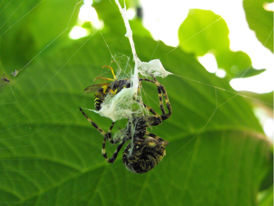 Araneus angulatus