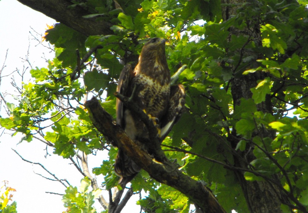 Buteo buteo