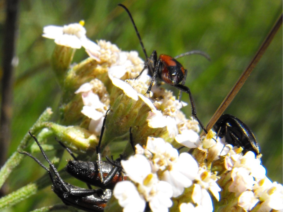 Stenurella bifasciata? Richiesta di conferma