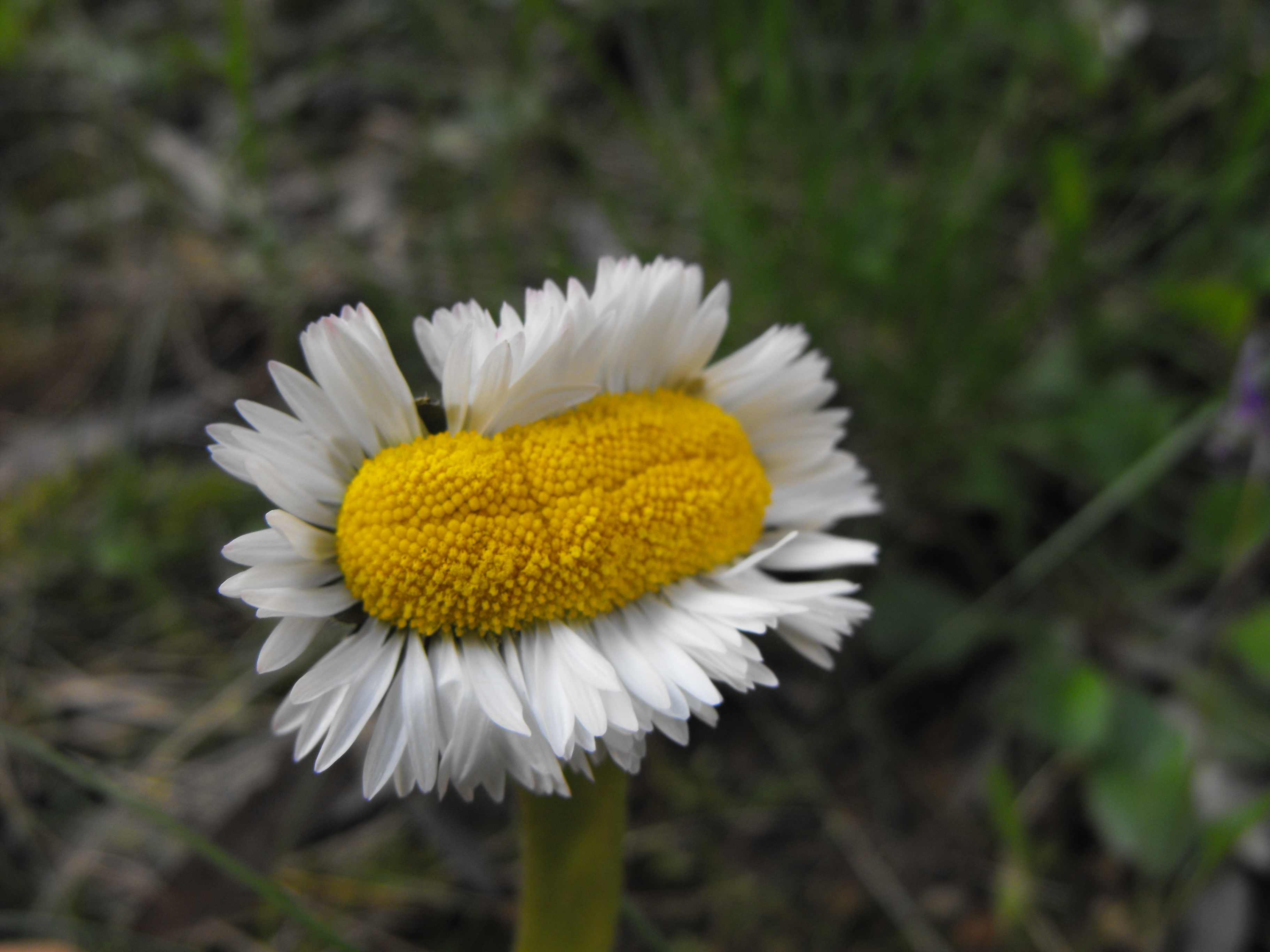 fasciazione di Bellis perennis