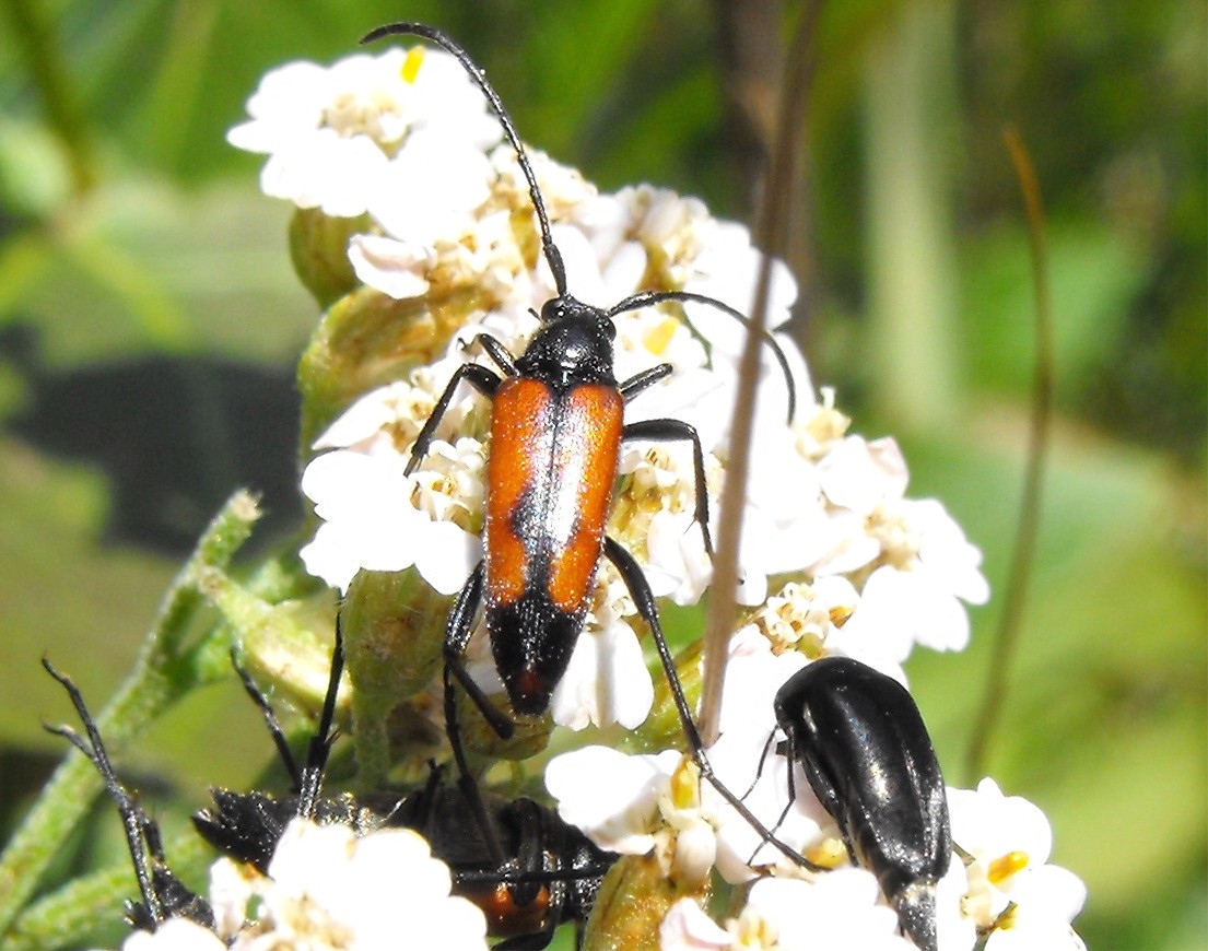 Stenurella bifasciata? Richiesta di conferma