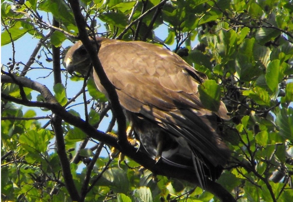 Buteo buteo