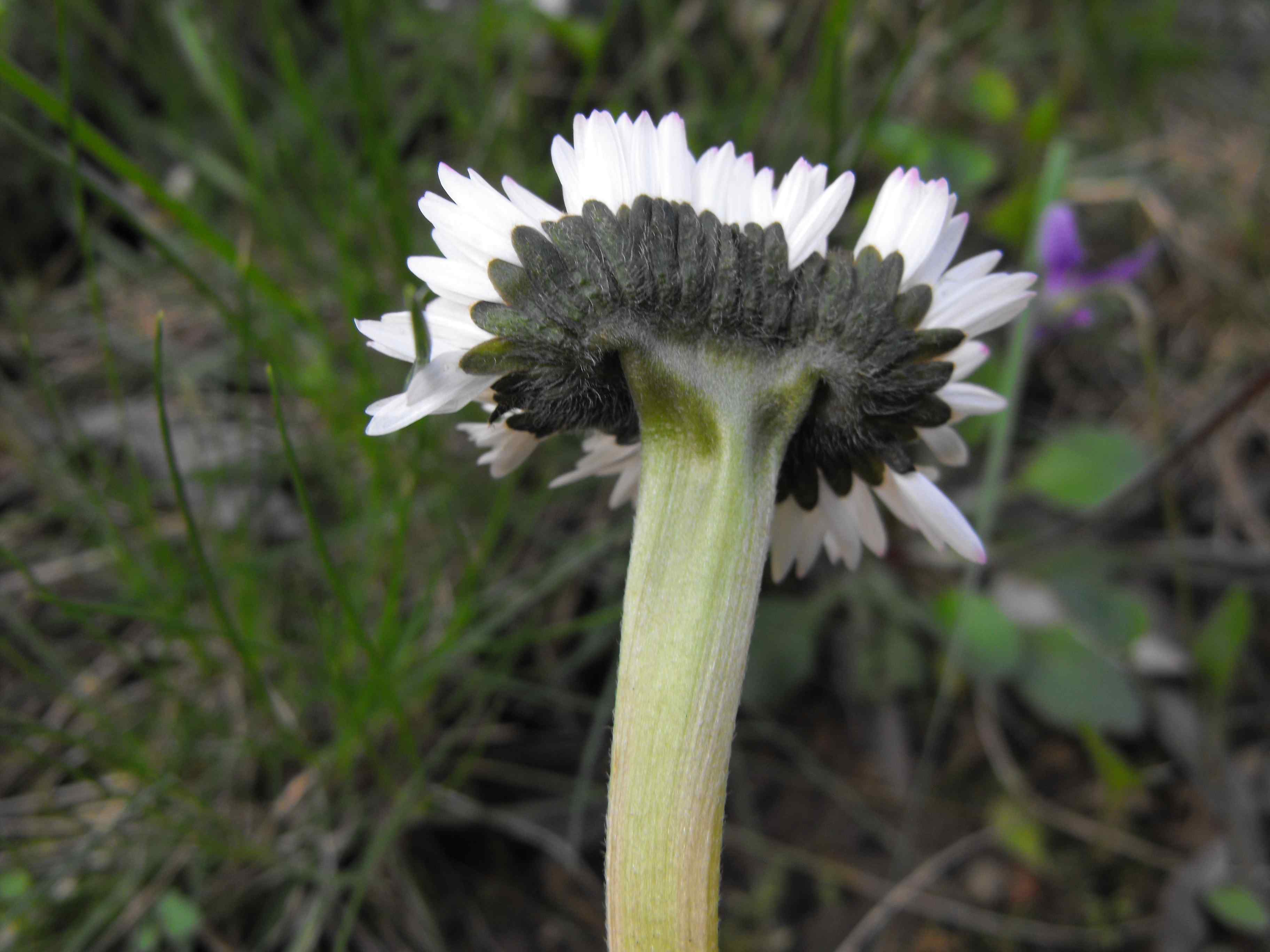 fasciazione di Bellis perennis