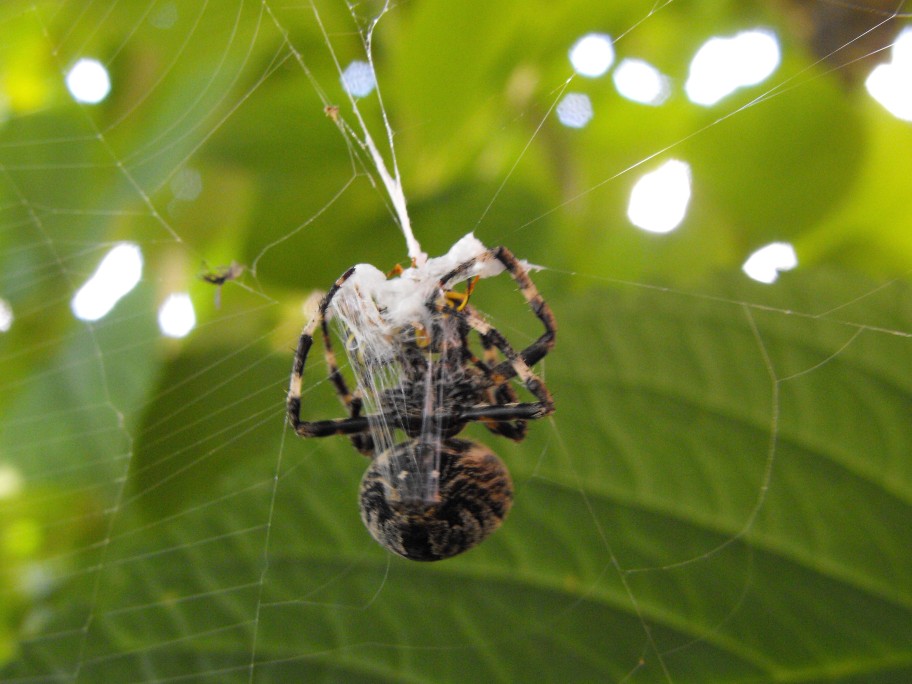 Araneus angulatus