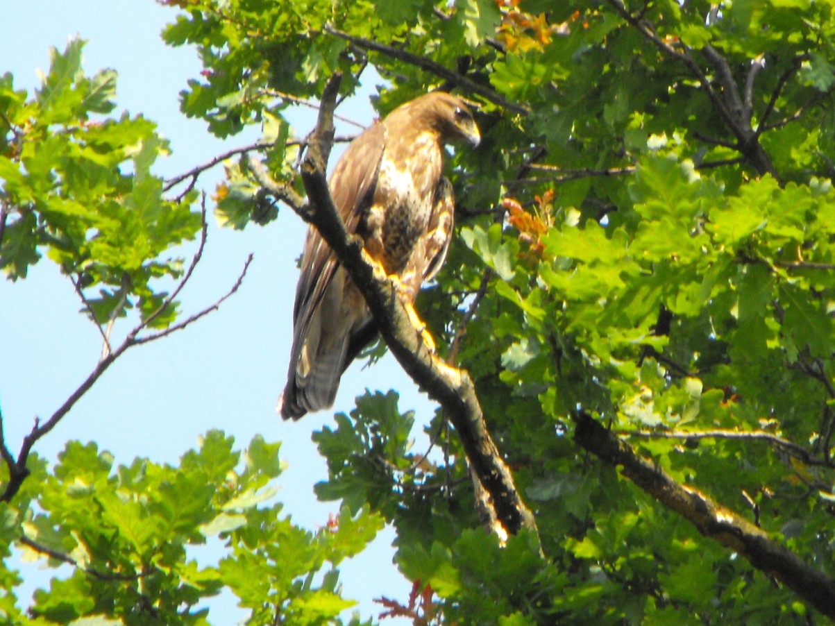 Buteo buteo