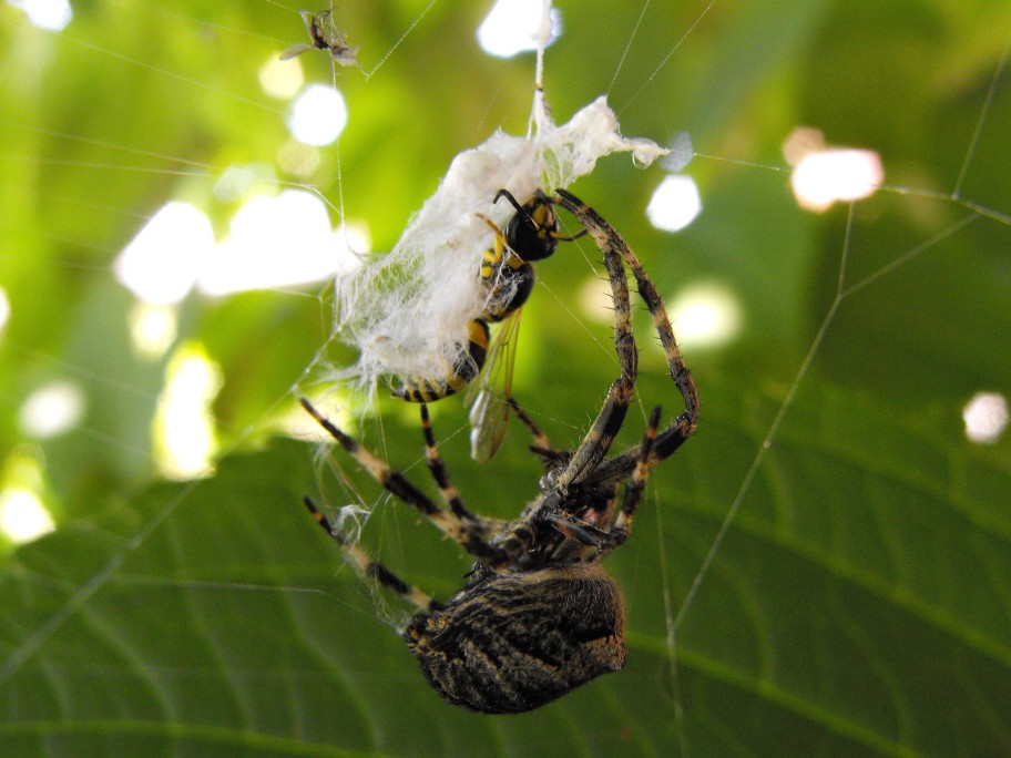 Araneus angulatus