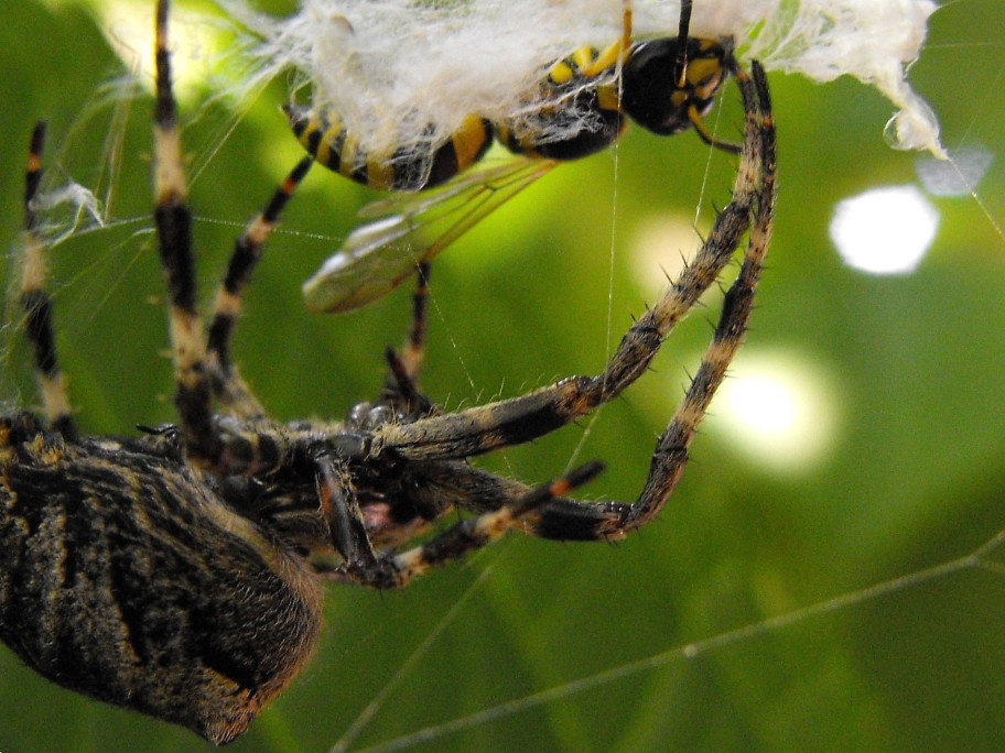 Araneus angulatus