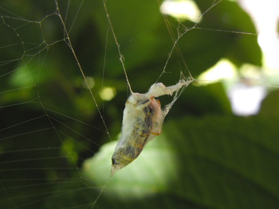 Araneus angulatus
