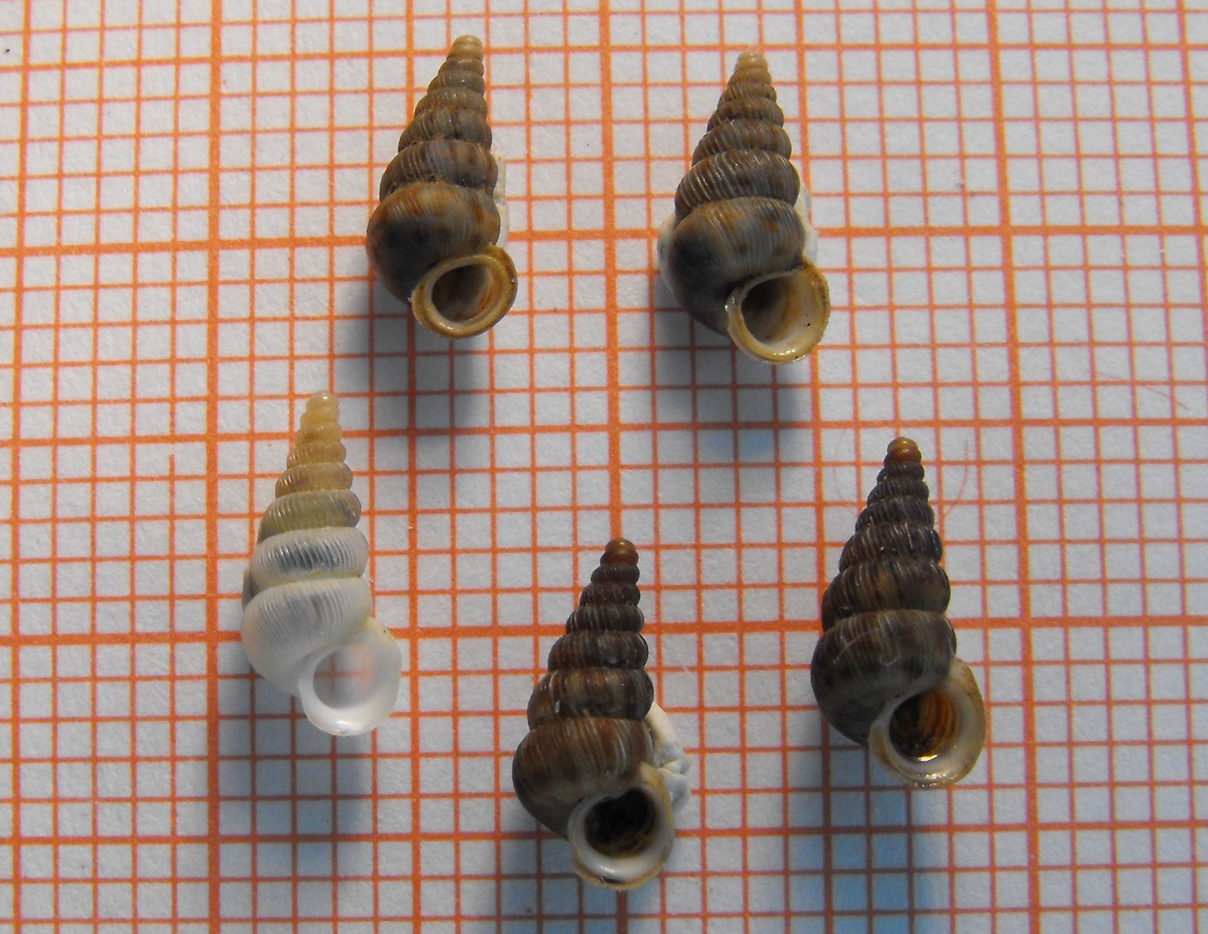 Cochlostoma septemspirale depigmentato