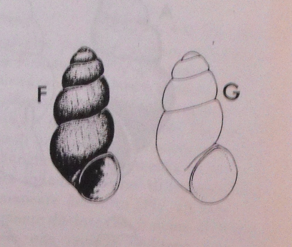 Alzoniella cf. feneriensis