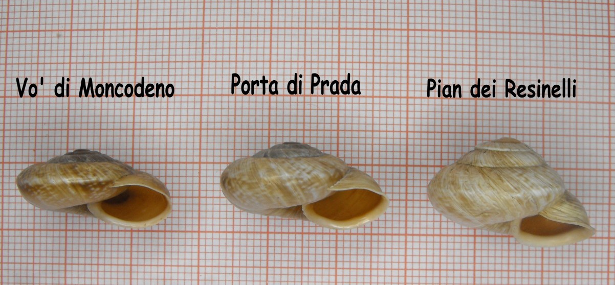 Chilostoma cingulatum tigrinum, un''evoluzione di 150 anni