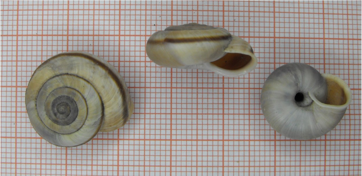 Chilostoma cingulatum frigidissimum (Paulucci, 1881)