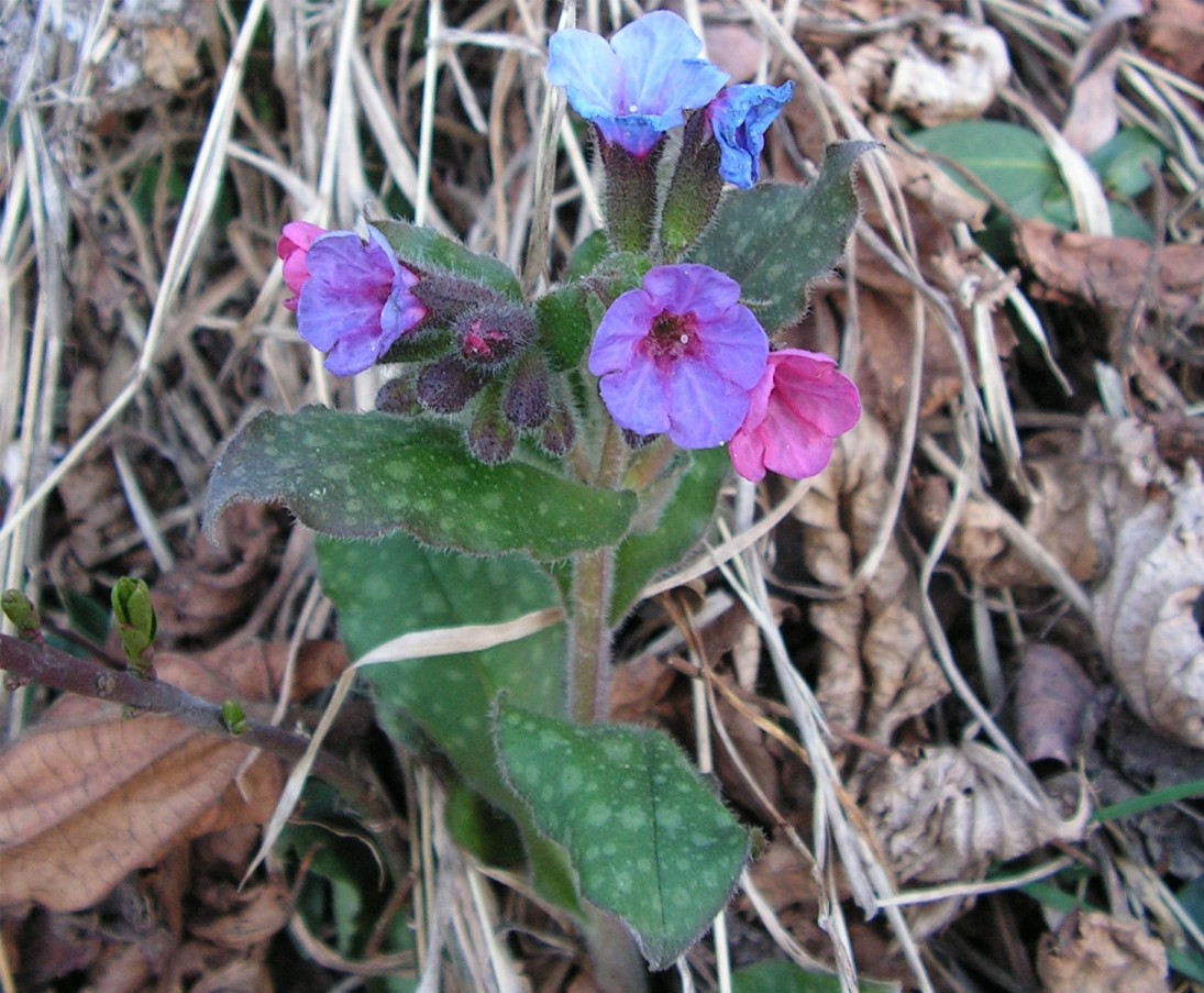 Gentiana ? no, Pulmonaria sp.