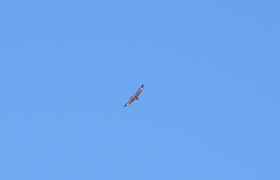Aquila reale?? Monte Rai (LC)