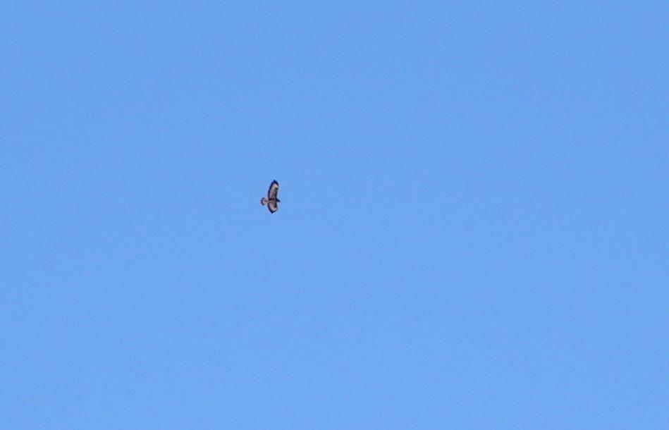 Aquila reale?? Monte Rai (LC)