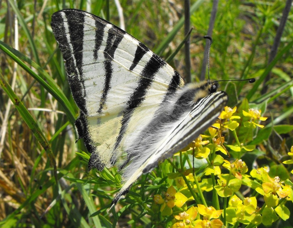 Si tratta di Iphiclides podalirius?