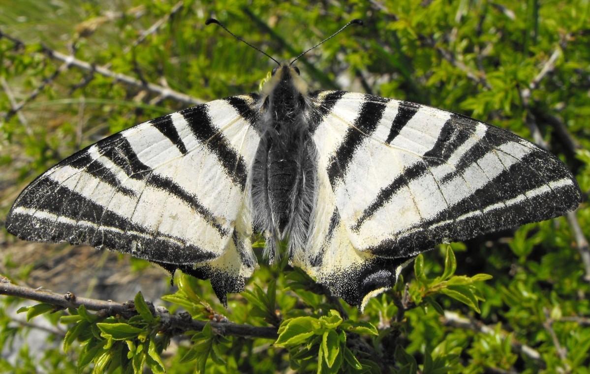 Si tratta di Iphiclides podalirius?