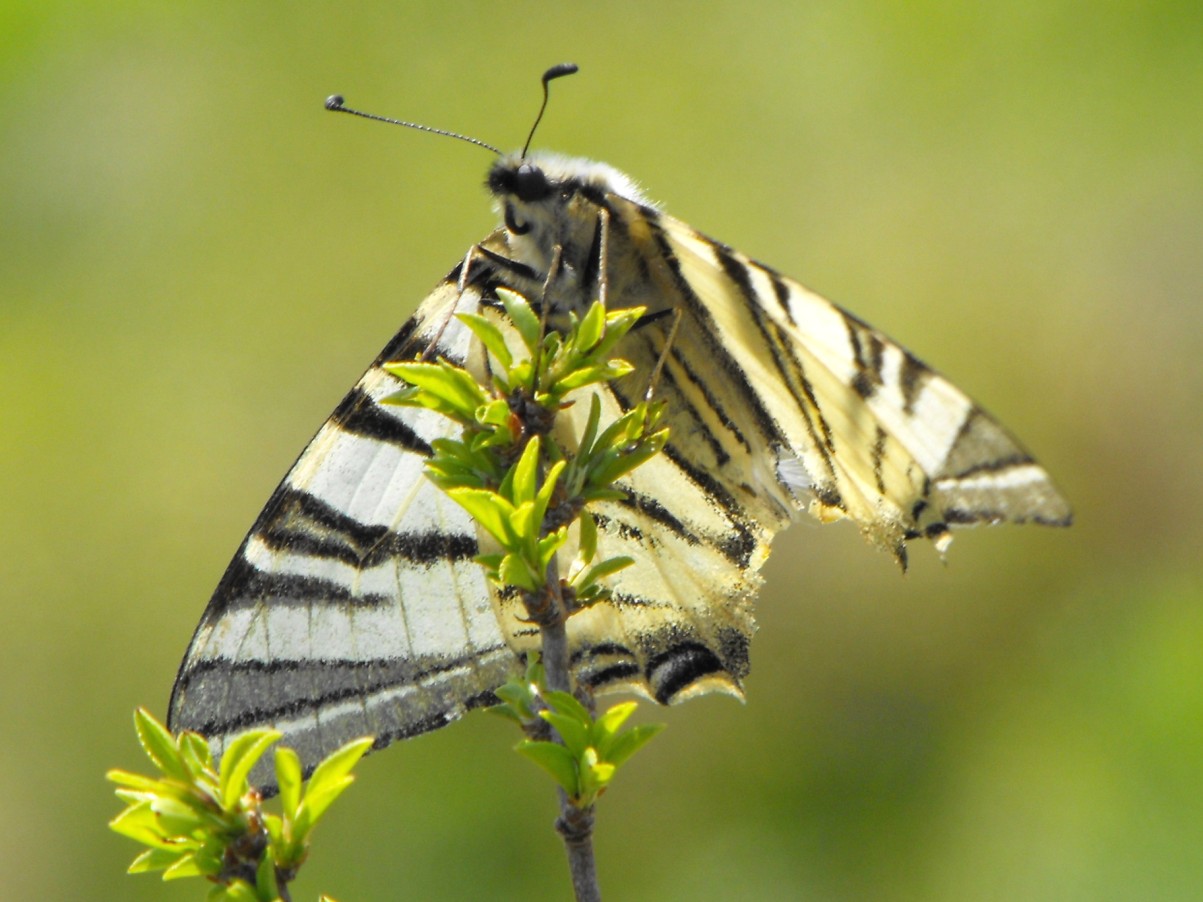 Si tratta di Iphiclides podalirius?