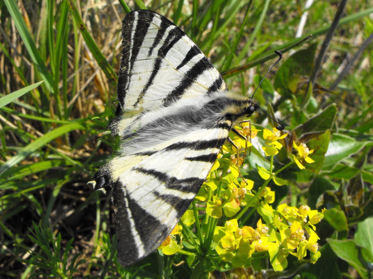 Si tratta di Iphiclides podalirius?