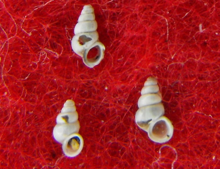 Sardopaladilhia plagigeyerica