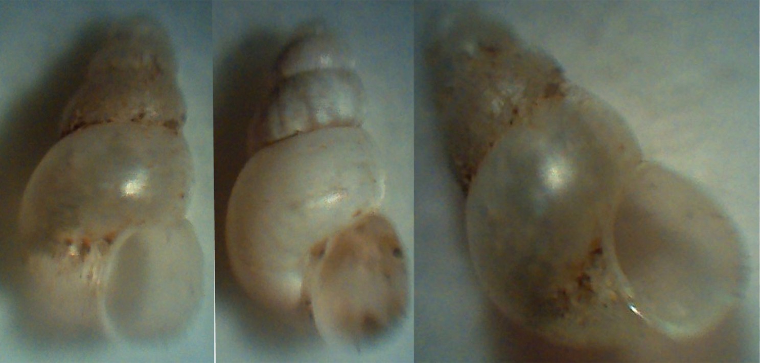 Hydrobiidae da determinare (Paladilhiopsis cf robiciana)