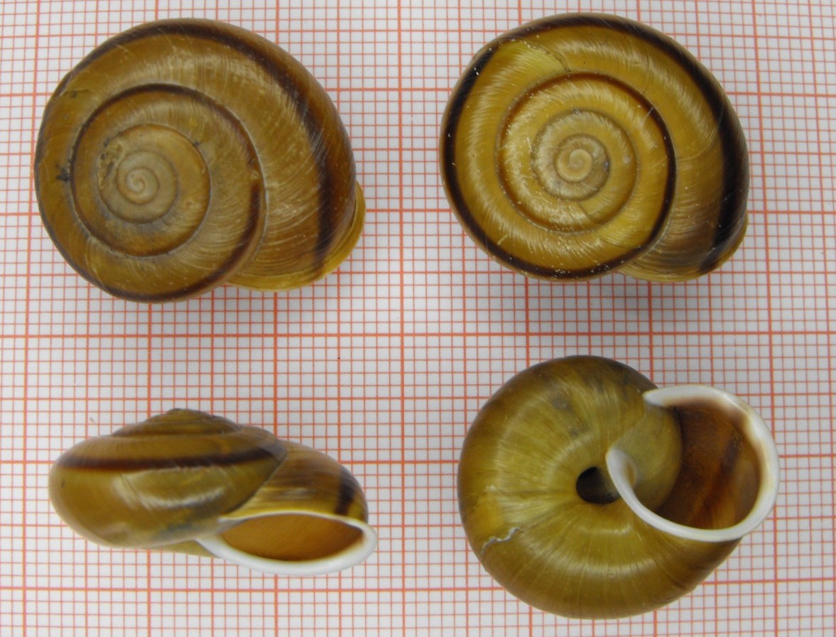 Chilostoma achates raethicum (Strobel, 1857)