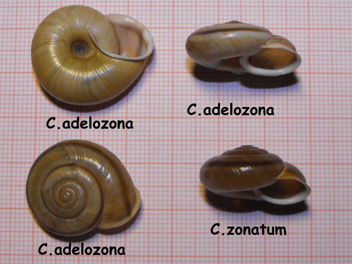 Chilostoma adelozona