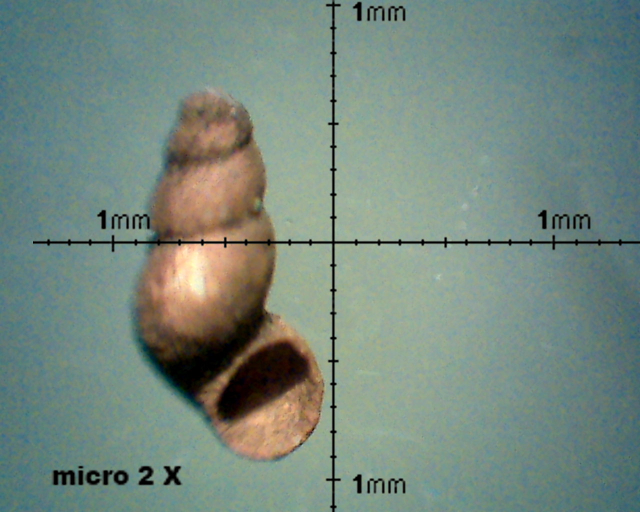 Alzoniella sp.????