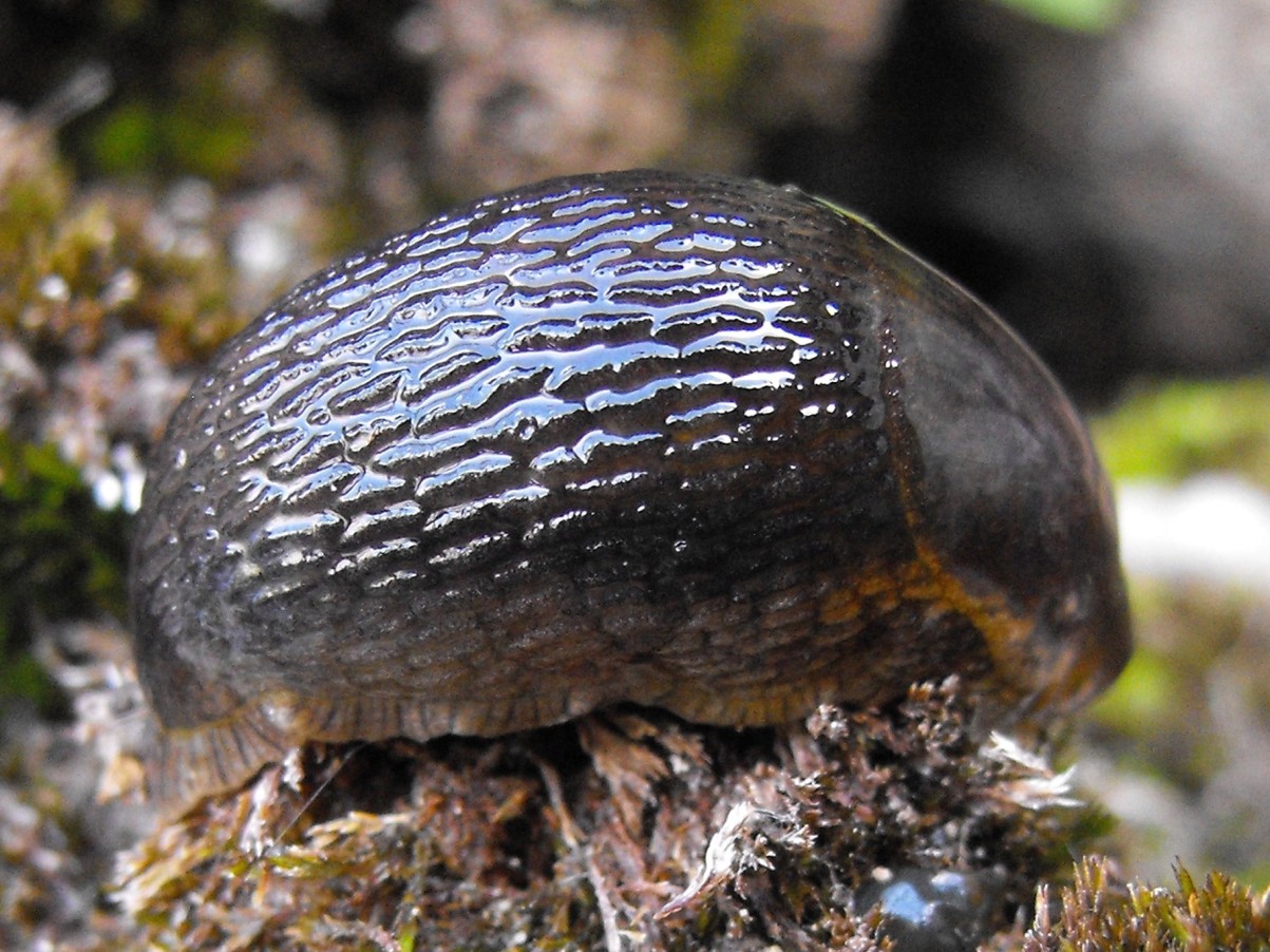 Arion sp.? (Grignetta)