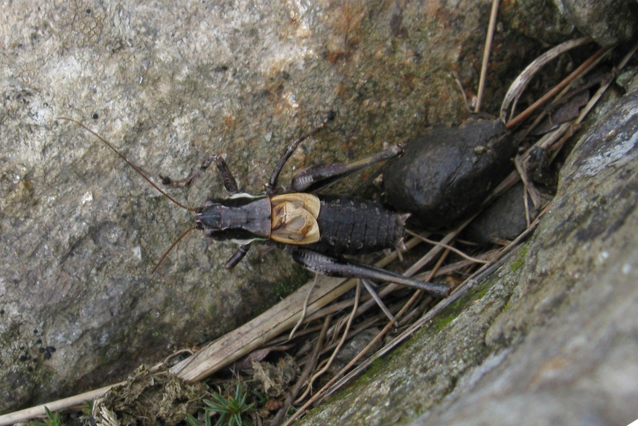 Monte Legnone (LC): Antaxius difformis