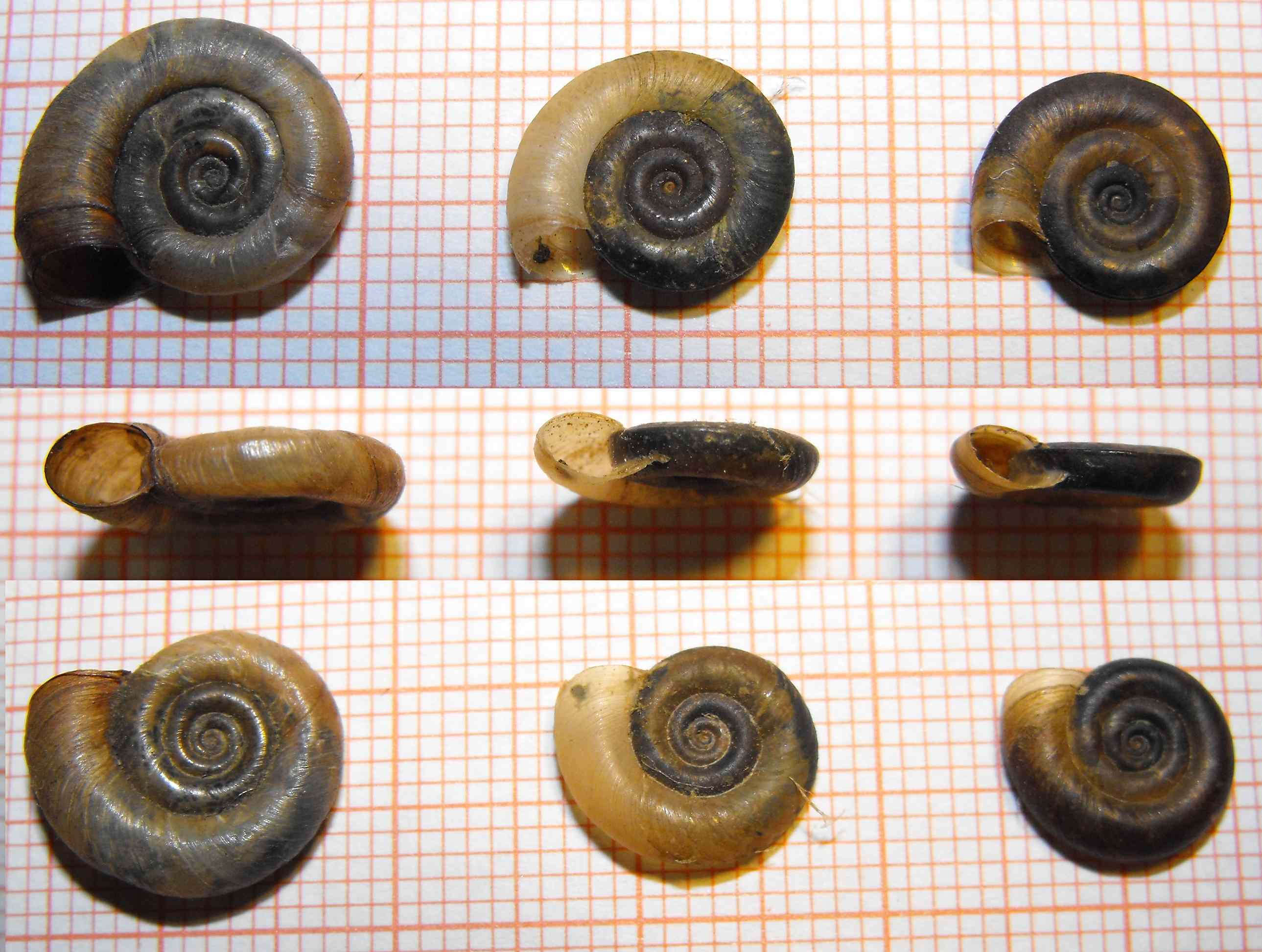 Planorbis planorbis e P. carinatus