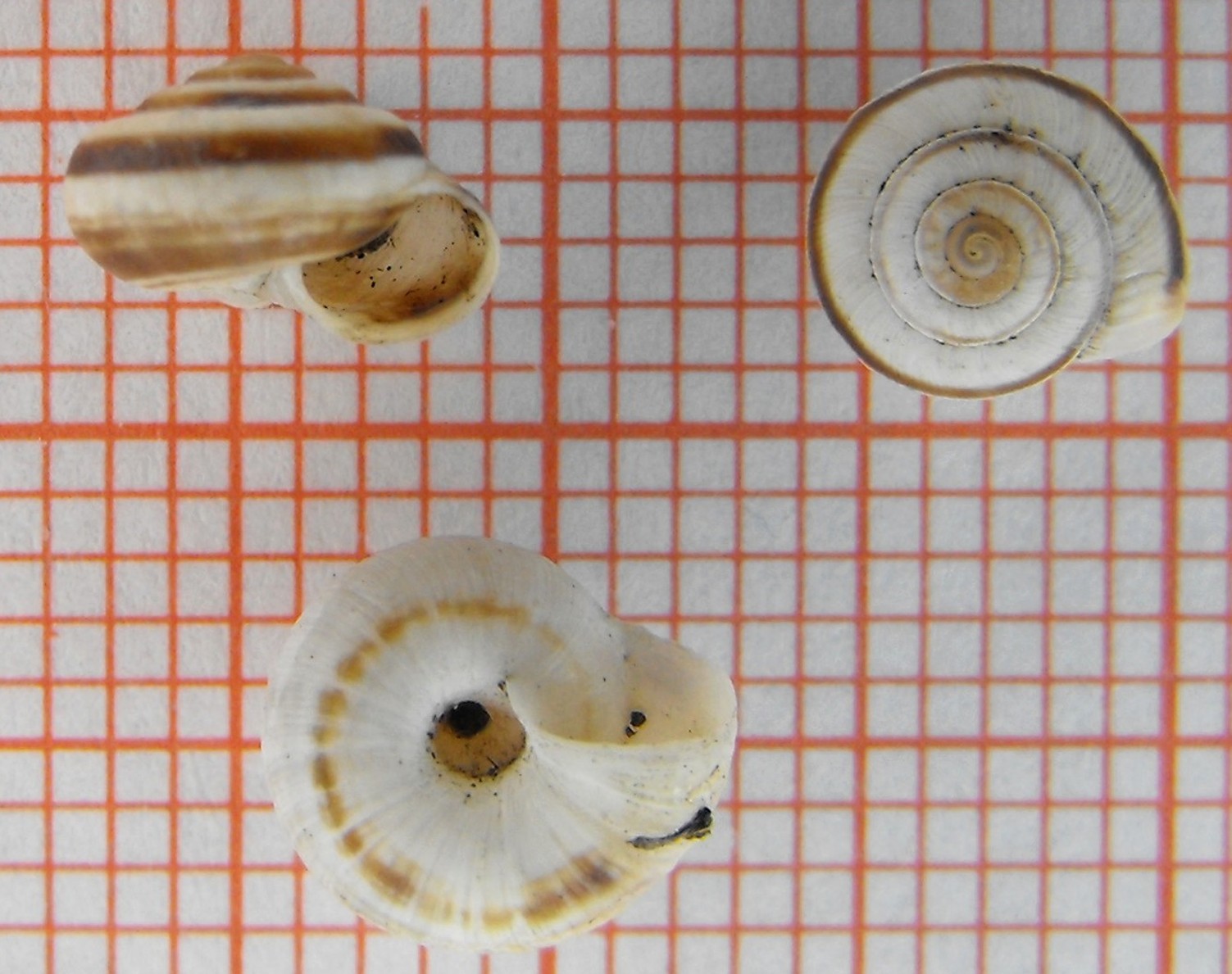 Candidula unifasciata cf. vincae