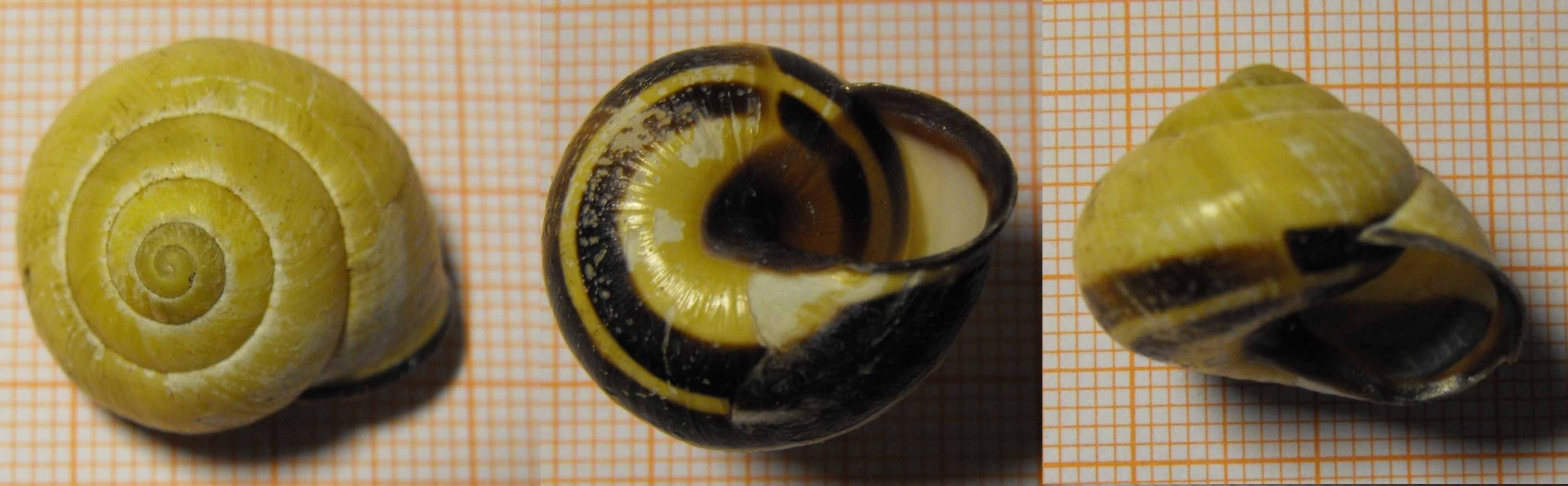 Cepaea nemoralis e C.hortensis: variazioni e  differenze