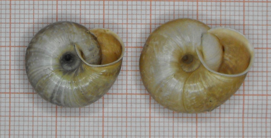 Chilostoma cingulatum tigrinum, un''evoluzione di 150 anni