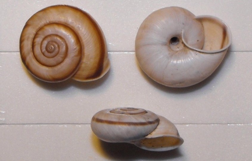 Chilostoma cingulatum cingulatum (Studer, 1820)