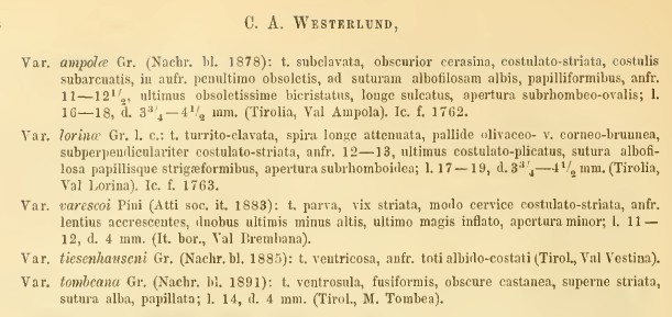 Charpentieria clavata clavata e lorinae