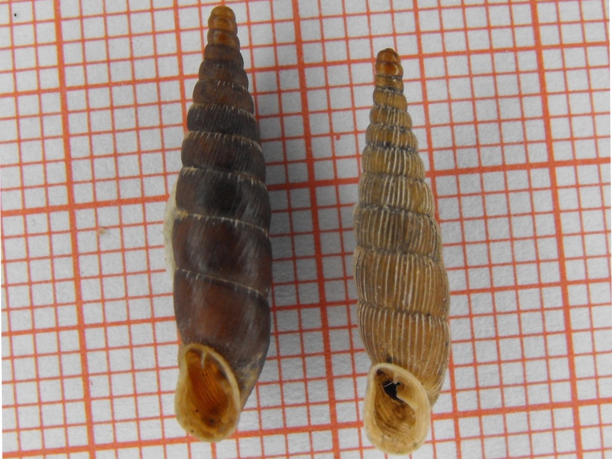 Charpentieria clavata clavata e lorinae