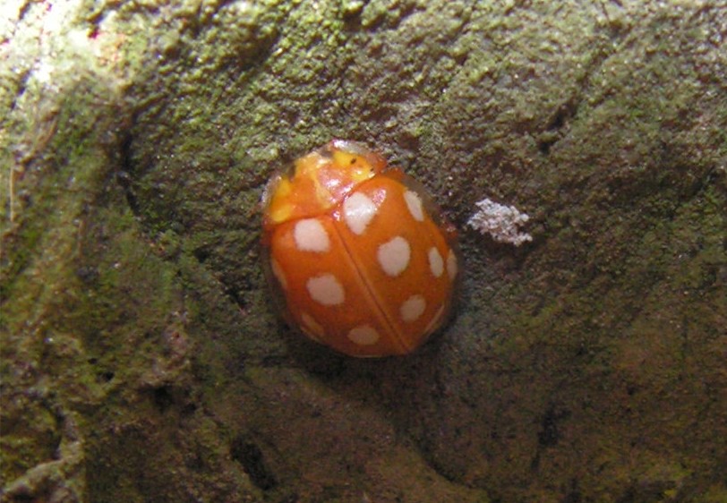 Coccinella  da determinare: Halyzia sedecimguttata