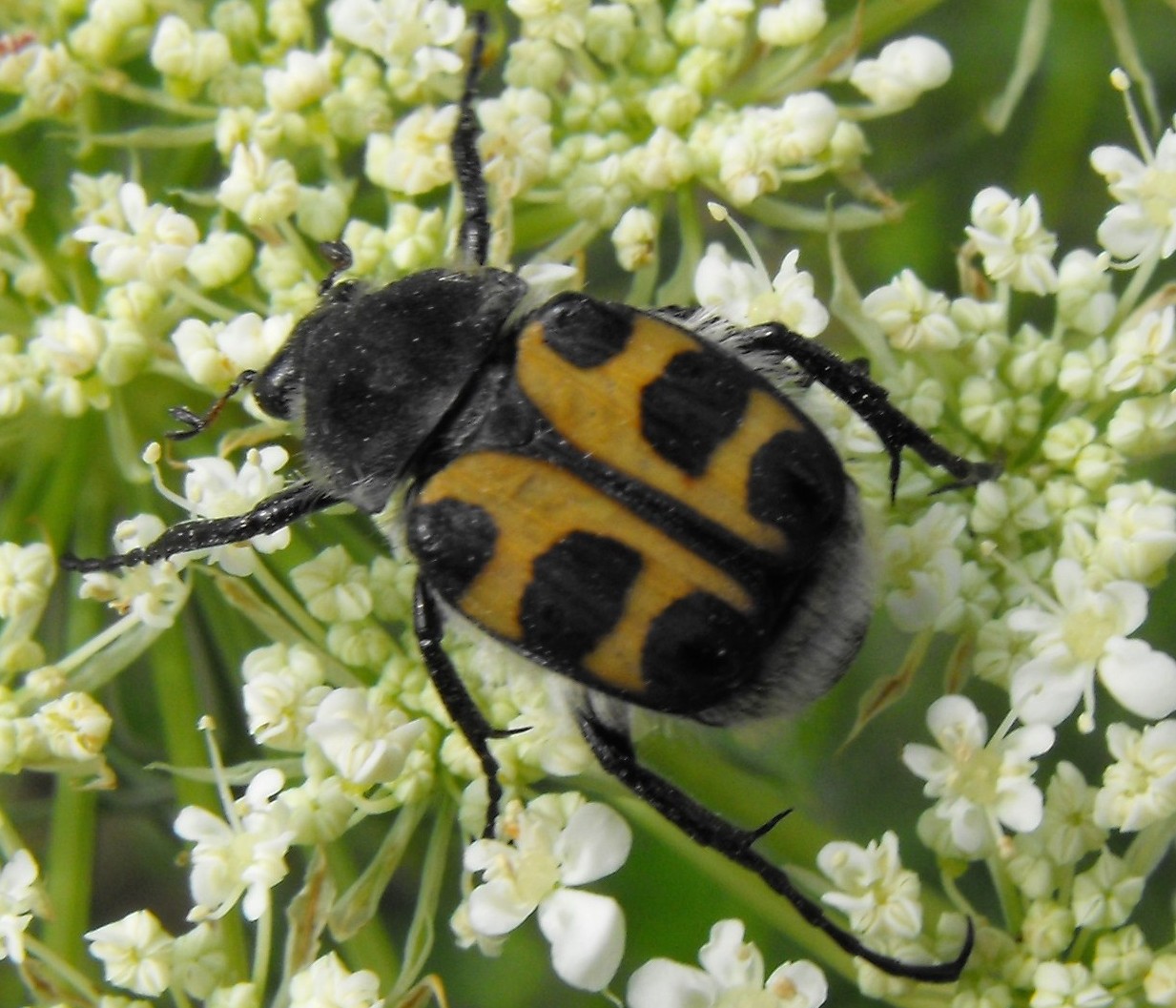 Trichius sp.??