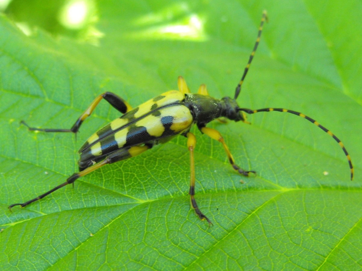 Coleottero dalle Grigne: Rutpela maculata