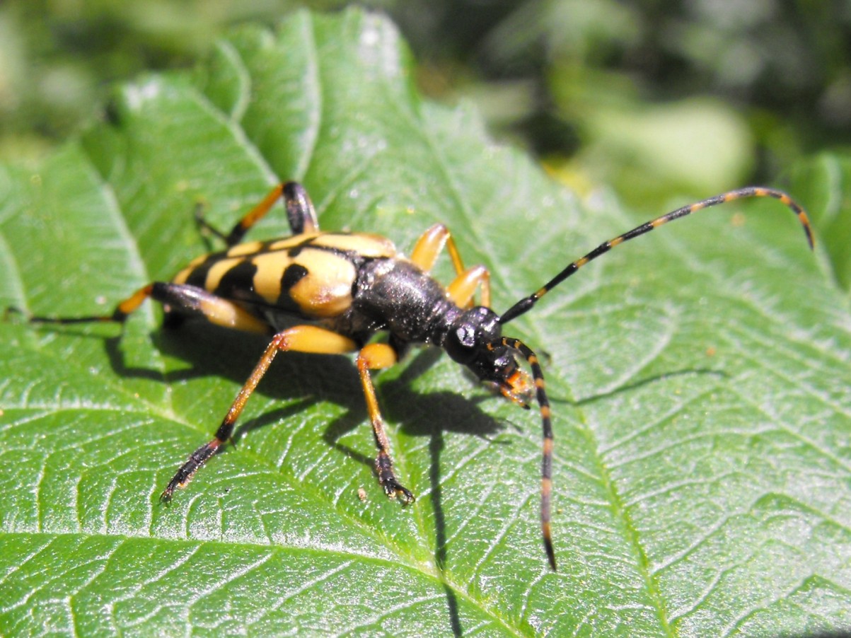 Coleottero dalle Grigne: Rutpela maculata