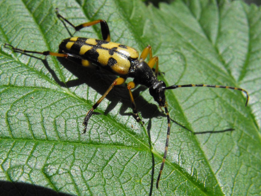 Coleottero dalle Grigne: Rutpela maculata