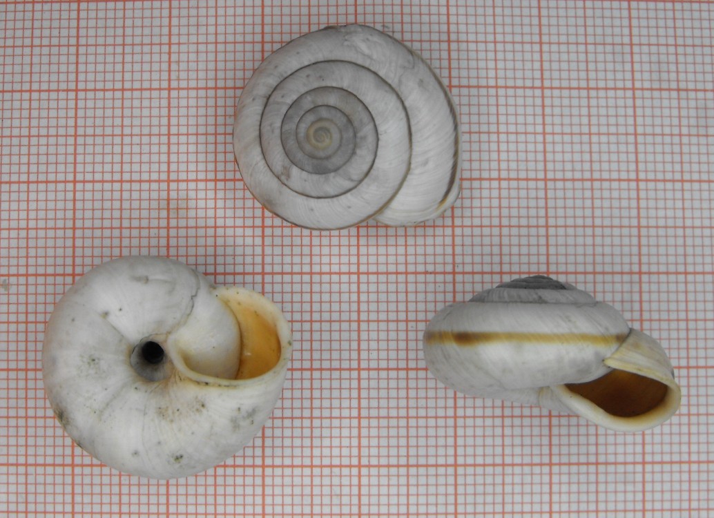 Chilostoma 